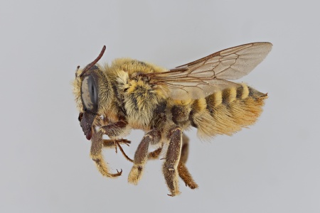 [Megachile fortis female (lateral/side view) thumbnail]